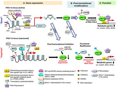 Frontiers | Multiple Levels Of PGC-1α Dysregulation In Heart Failure